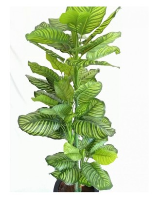 Árbol calathea zebrina 150 cm (precio no incluye maceta)