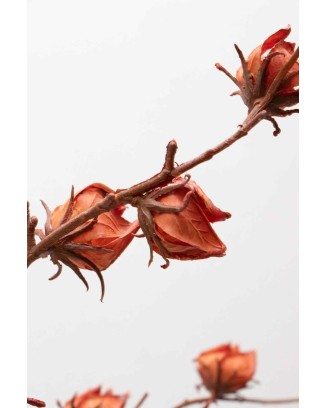 Vara de hibiscus 82cm, dos colores