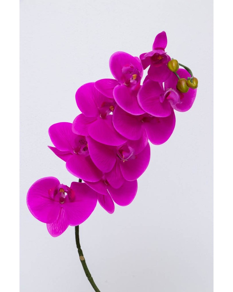 Orquídea phalaenopsis 8 flores y un botón 90cm altura, dos colores
