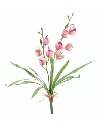 Planta de orquídea con follaje 40cm, rosa y roja