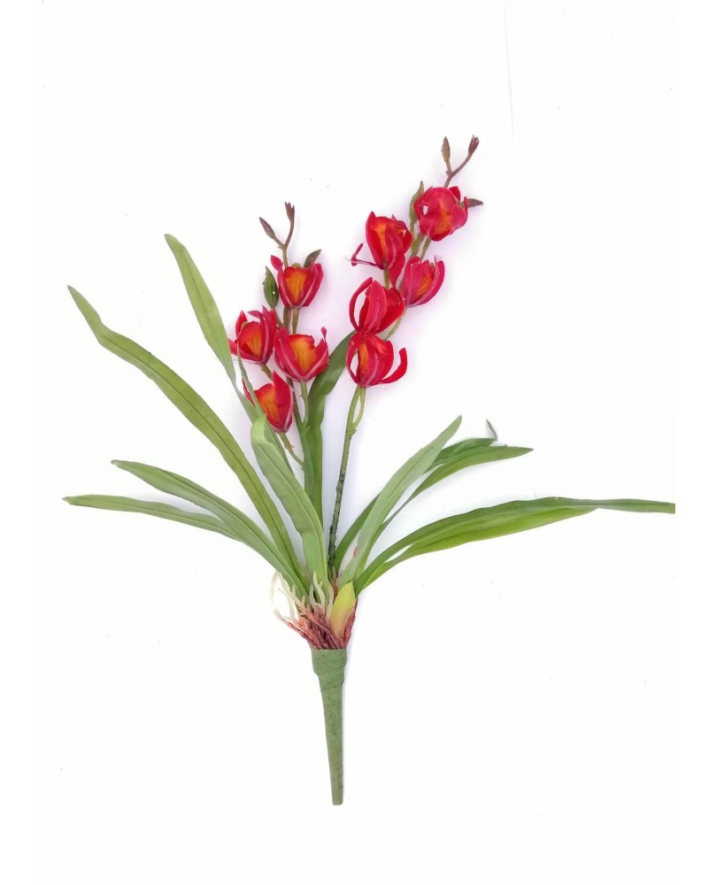 Planta de orquídea con follaje 40cm, rosa y roja