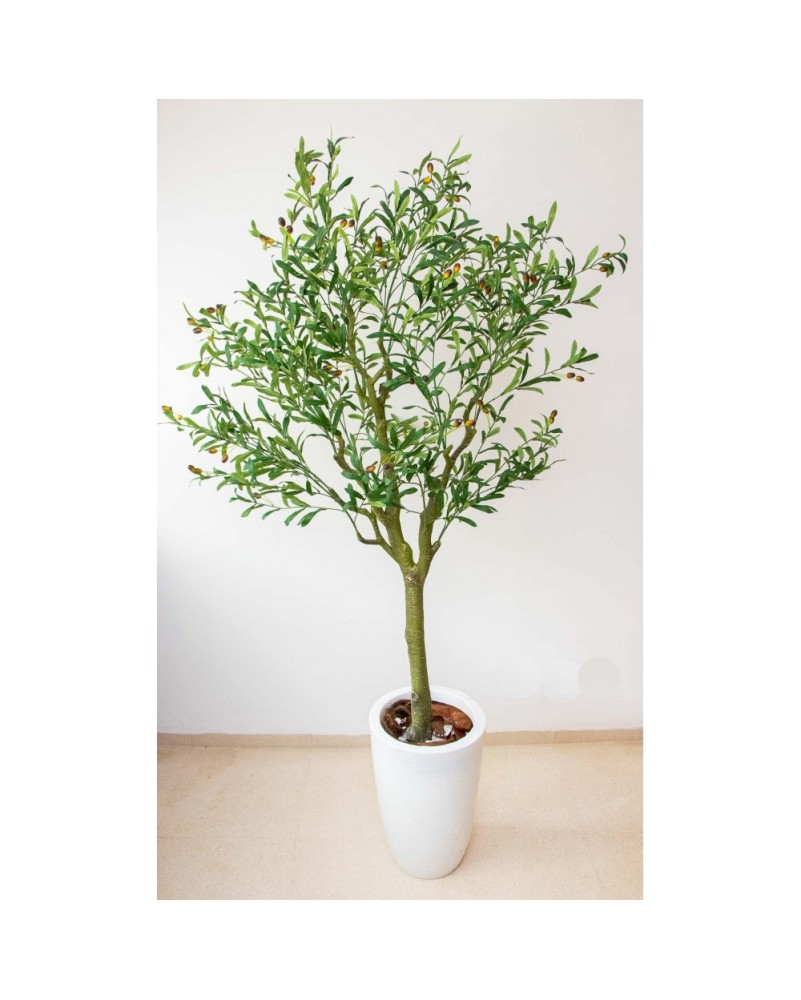Árbol de olivo 170 cm del altura