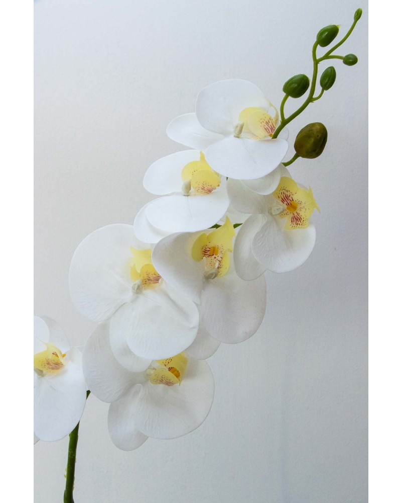 Orquidea phalaenopsis blanca 7 flores
