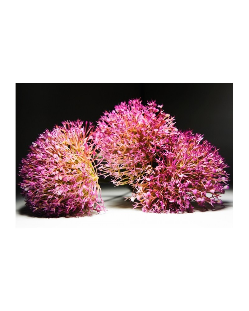 Vara de allium morado 50cm