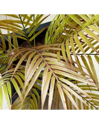 Follaje hojas de palma 75cm, dos colores