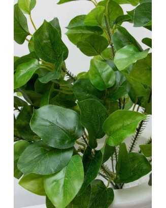 Licolisandra verde 50cm