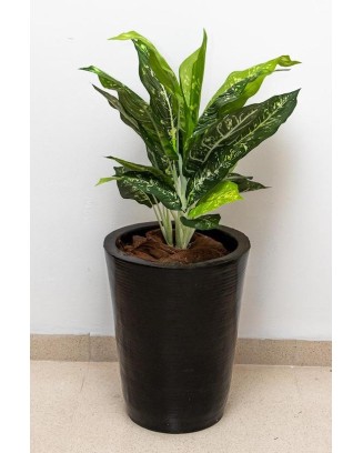 Planta calathea 57cm de largo