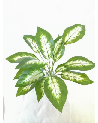 Paquete de calathea Argentea 58cm largo, 12pzas