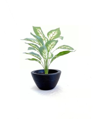 Paquete de calathea Argentea 58cm largo, 12pzas