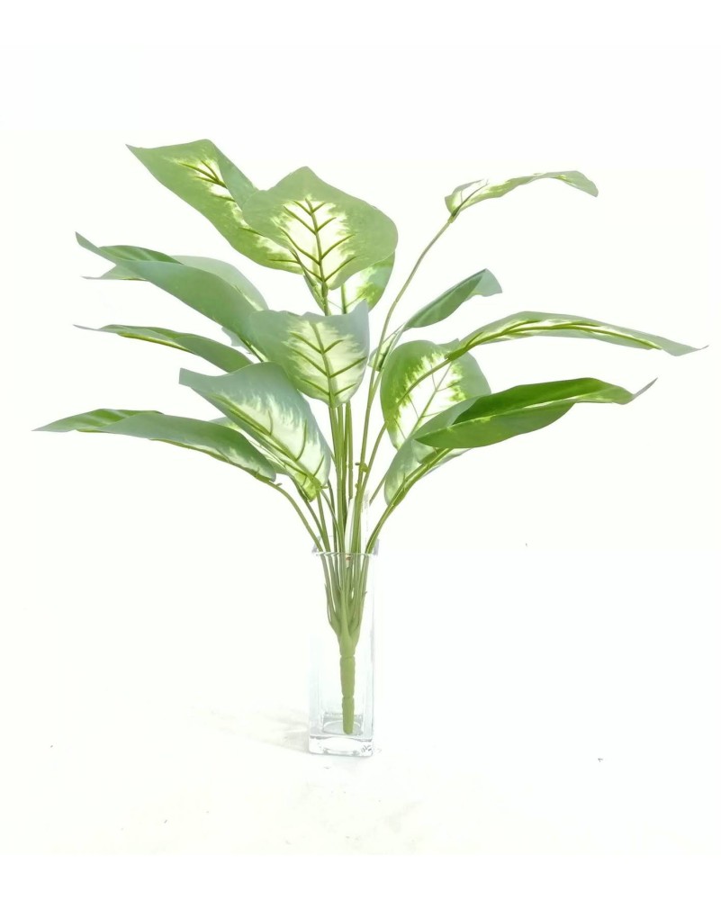 Paquete de calathea Argentea 58cm largo, 12pzas