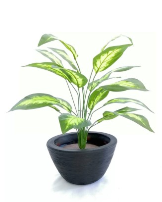 Planta calathea mediopicta 58cm largo