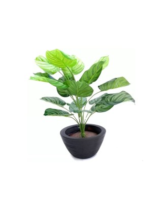 Planta calathea plateada 60cm