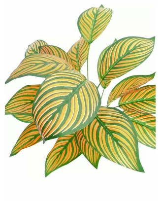 Planta calathea Portokali 58cm largo