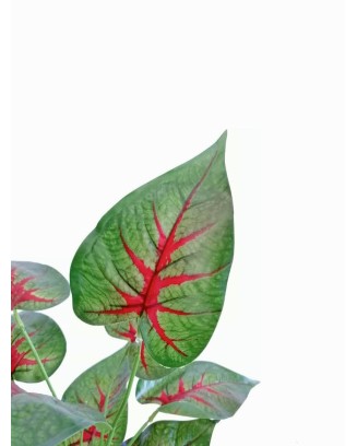 Planta calathea rosea roja 58cm largo