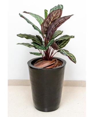 Planta calathea roseopicta 60cm de largo