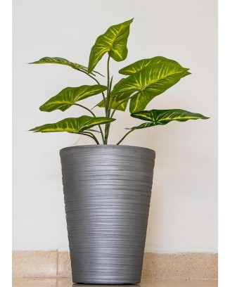Planta Calladium de  53cm de largo