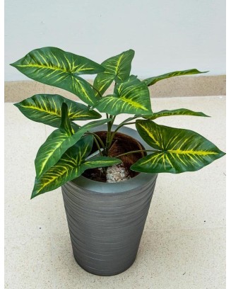 Planta Calladium de  53cm de largo
