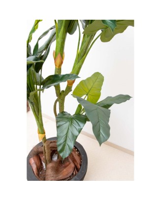 Philodendron corazón 170 cm altura