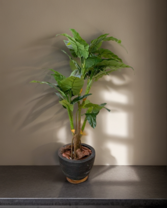 Philodendron corazón 170 cm altura