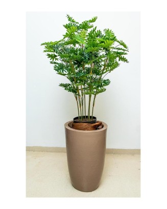 Planta philodendrom de 100 cm de altura