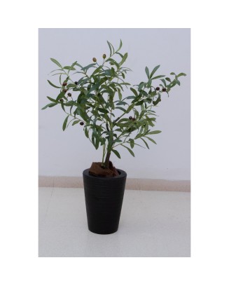 Árbolito de olivo 80 cm (precio no incluye maceta)