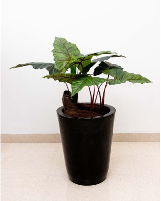 Planta colocasia 60cm
