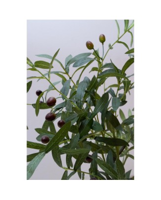 Árbolito de olivo 80 cm (precio no incluye maceta)