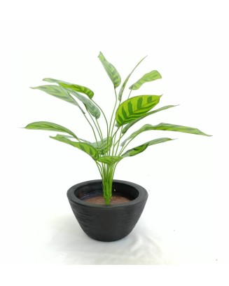 Paquete planta calathea...