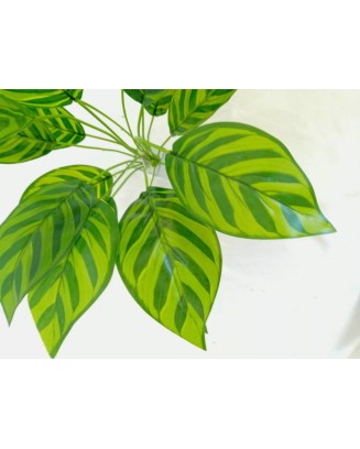 Paquete planta calathea Zebrine 58cm largo, 12 Pzas