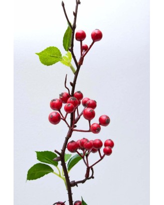 Vara de cherries 53cm