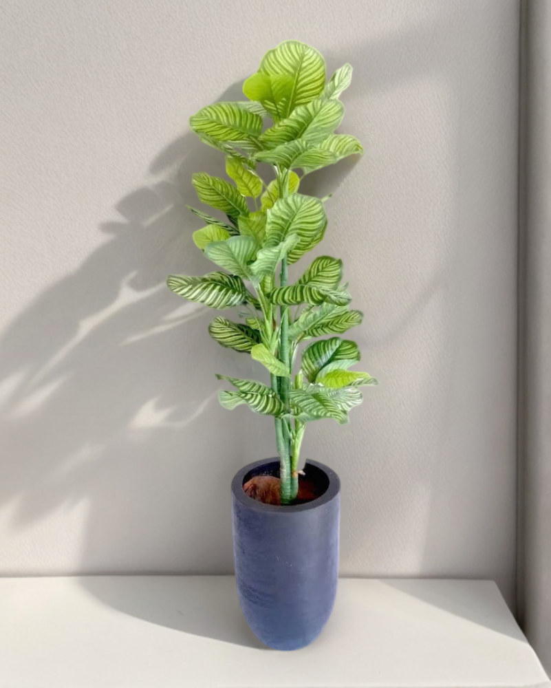 Árbol calathea zebrina 150 cm (precio no incluye maceta)