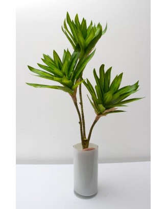 Planta pleomene 60cm, dos colores