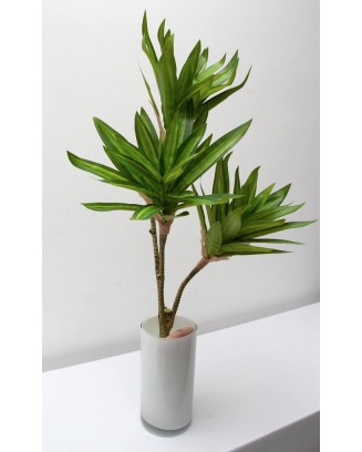 Planta pleomene 60cm, dos colores