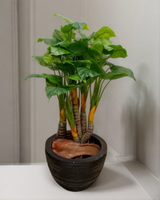 Planta alocasia 120 cm con 6 troncos