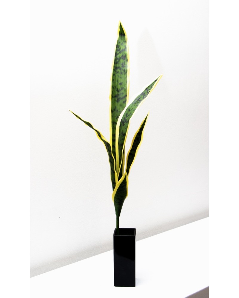 Vara de sanserviera amarilla/verde, dos tamaños