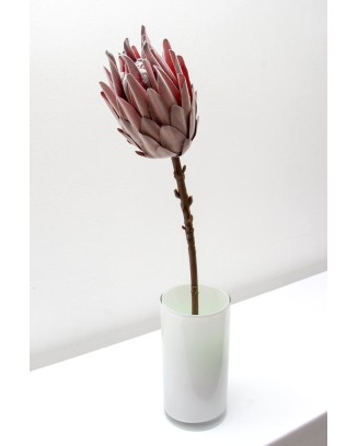 Protea rey 53cm