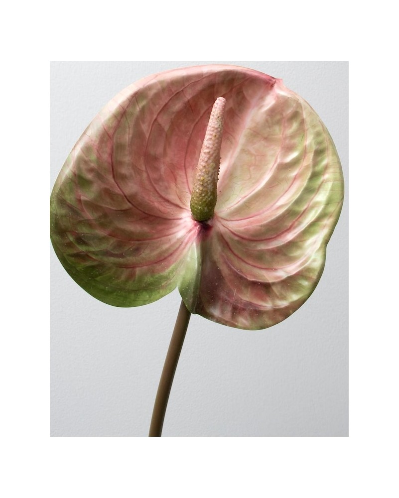 Vara de anturio 65cm, tres colores