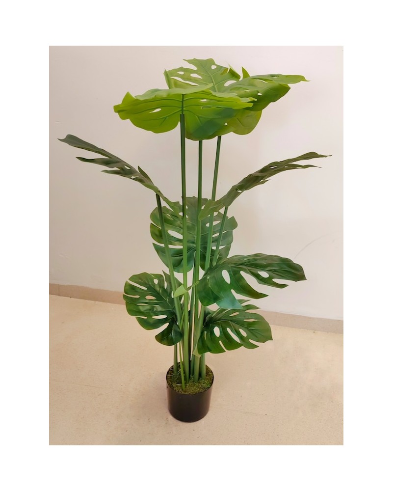 Árbol mostera esqueleto 120cm de altura con maceta