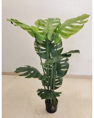 Árbol mostera esqueleto 120cm de altura con maceta