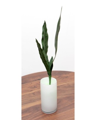 Vara de sanserviera verde, dos tamaños