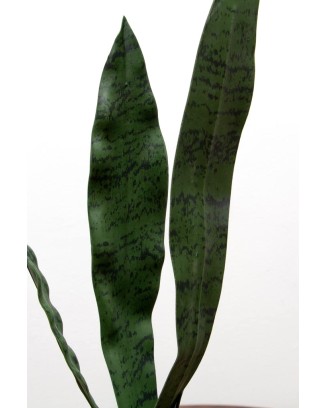 Vara de sanserviera verde, dos tamaños
