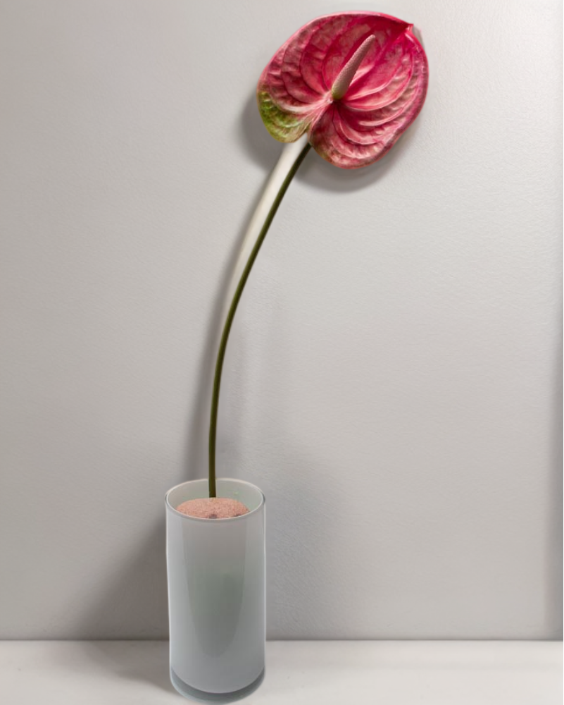 Vara de anturio 65cm, tres colores