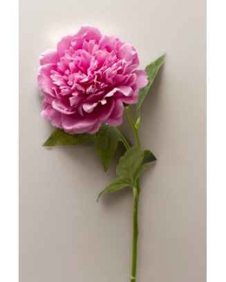 Peonia china 56cm, varios...