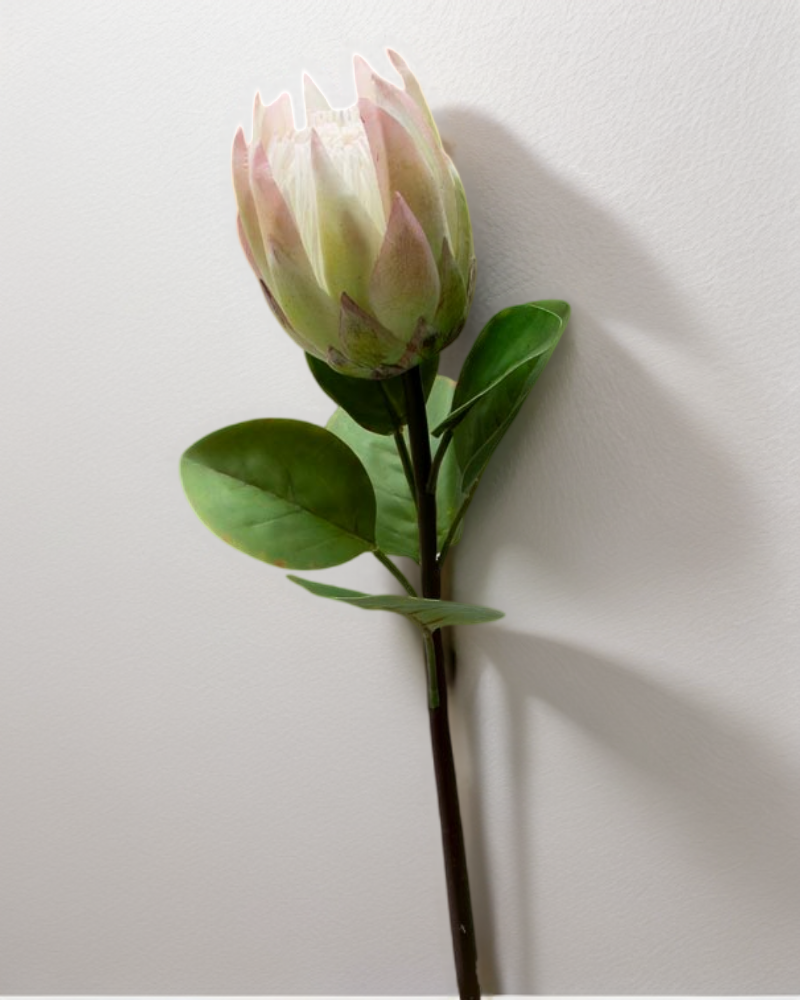 Vara de protea con hojas 65cm, varios colores