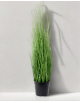 Zacatillo onion grass 60cm