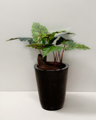 Planta colocasia 60cm