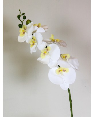 Orquidea phalaenopsis...