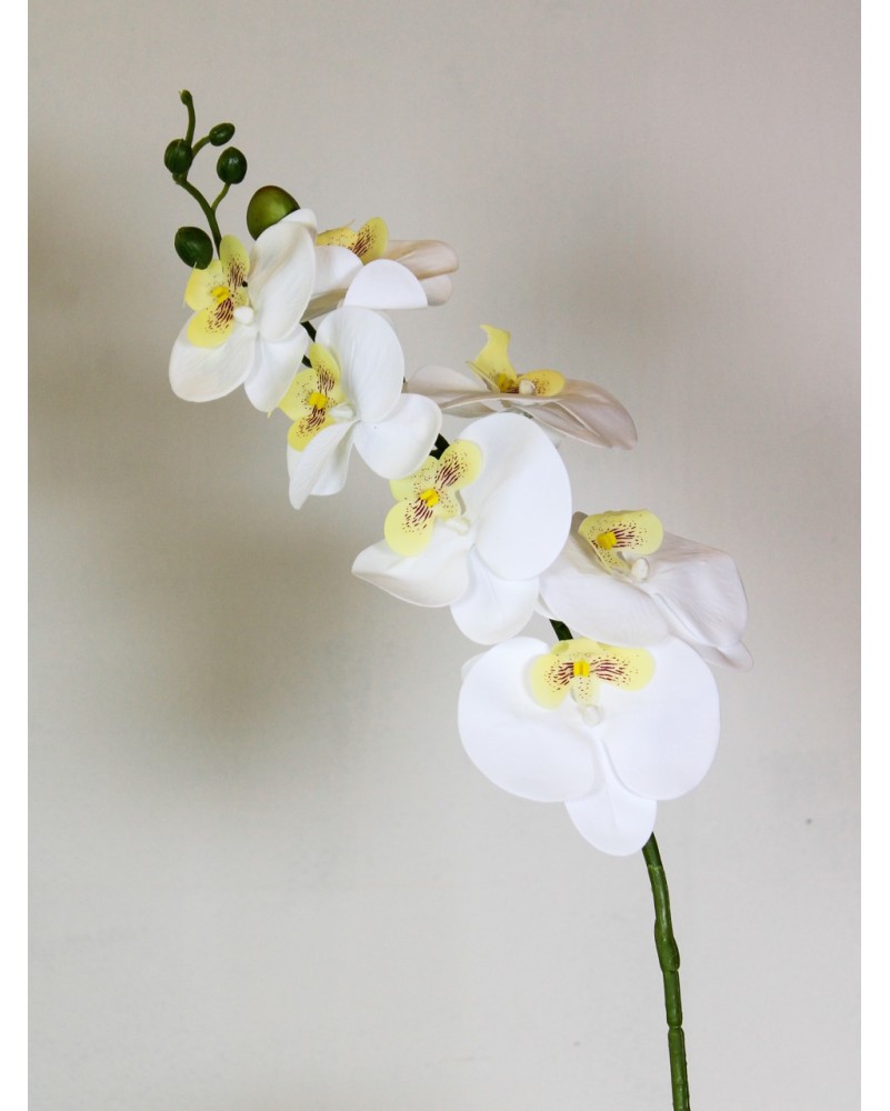 Orquidea phalaenopsis blanca 7 flores 100cm largo.