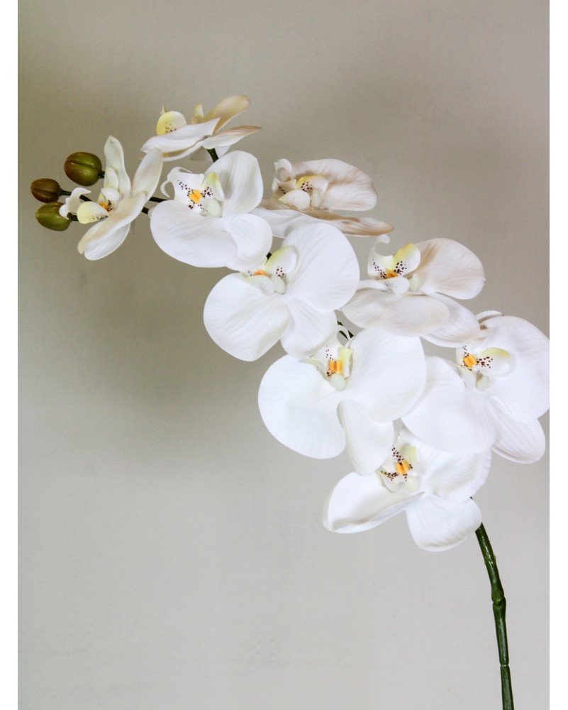 Orquídea phalaenopsis 9 flores 100cm, blanca y morada