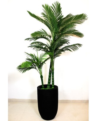 Palma areca 180cm de altura...